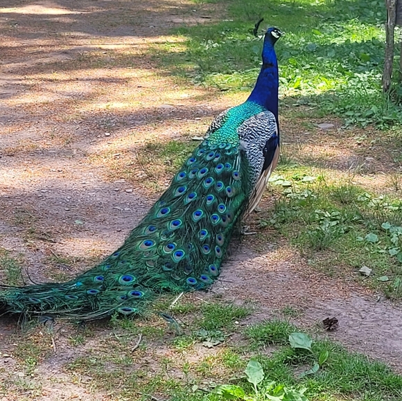 Meet Your Posher notimposhable! - Picture 4 of 4